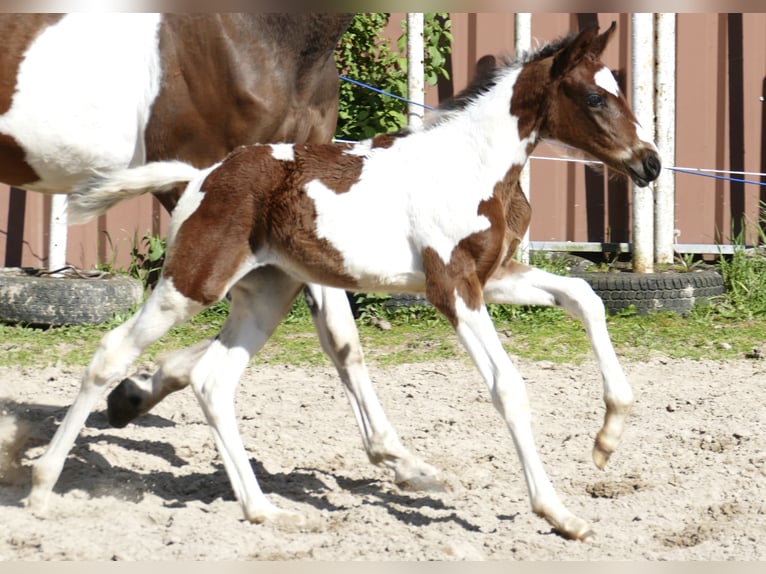 Meer warmbloeden Merrie veulen (04/2024) 170 cm Gevlekt-paard in Borgentreich