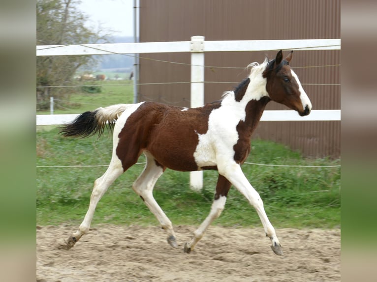 Meer warmbloeden Merrie veulen (03/2024) 170 cm Gevlekt-paard in Borgentreich