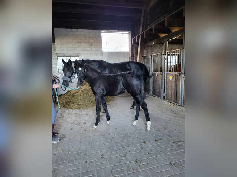 Meer warmbloeden Merrie veulen (06/2024) Zwart in Ahaus