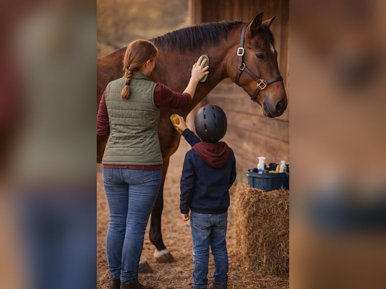Meer warmbloeden Onbekend 10 Jaar  in Reutlingen