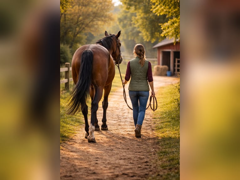 Meer warmbloeden Onbekend 10 Jaar  in Reutlingen