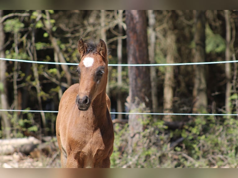 Meer warmbloeden Mix Onbekend 1 Jaar  in Drosendorf
