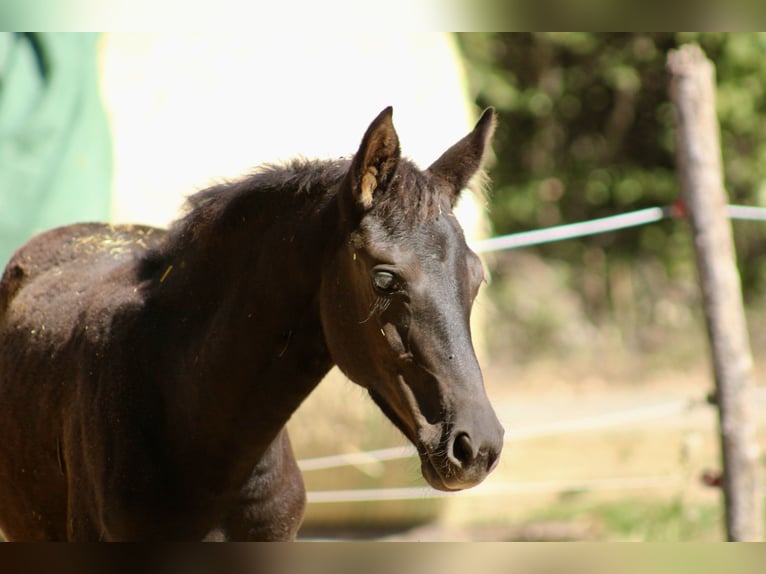 Meer warmbloeden Mix Onbekend 1 Jaar  in Drosendorf