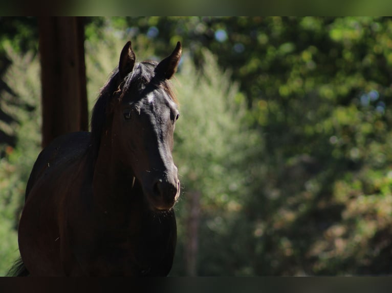 Meer warmbloeden Mix Onbekend 1 Jaar  in Drosendorf