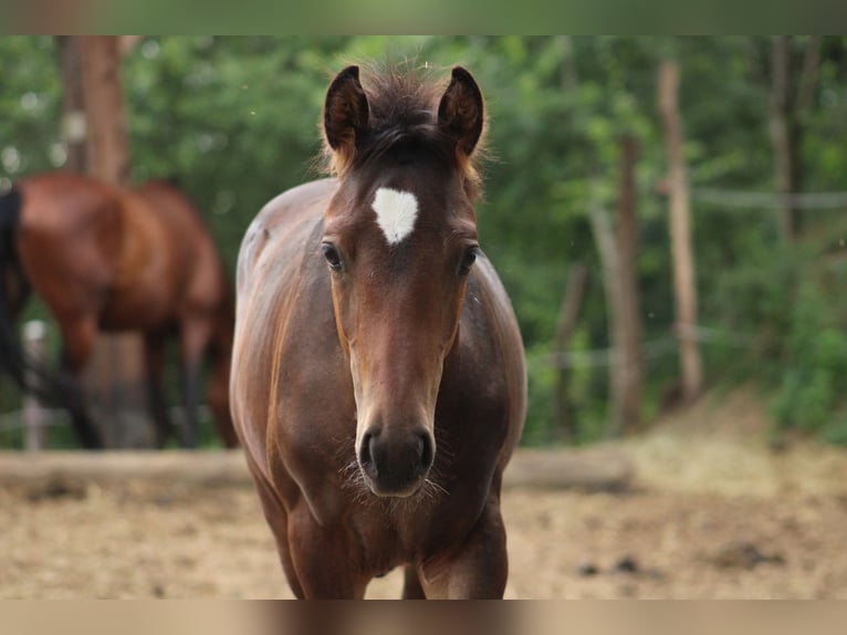 Meer warmbloeden Mix Onbekend 1 Jaar  in Drosendorf