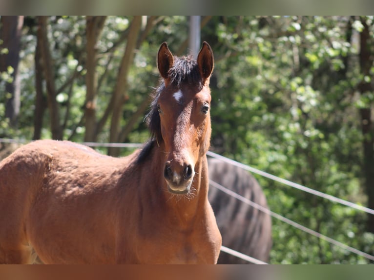 Meer warmbloeden Mix Onbekend 1 Jaar  in Drosendorf