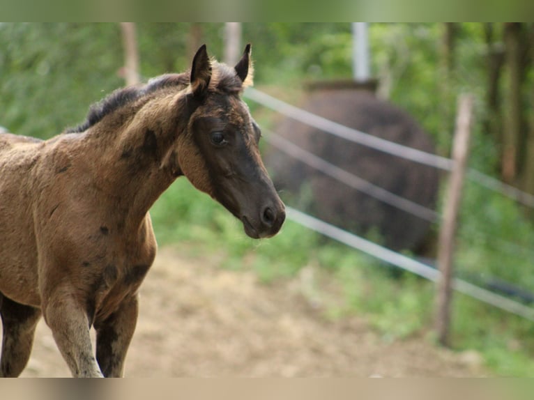 Meer warmbloeden Mix Onbekend 1 Jaar  in Drosendorf
