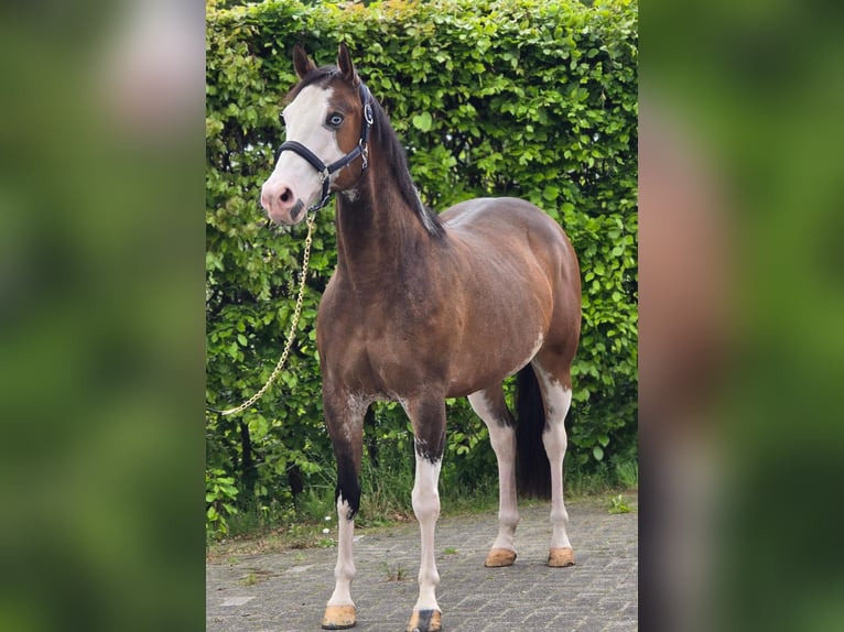 Meer warmbloeden Ruin 10 Jaar 154 cm Overo-alle-kleuren in Someren