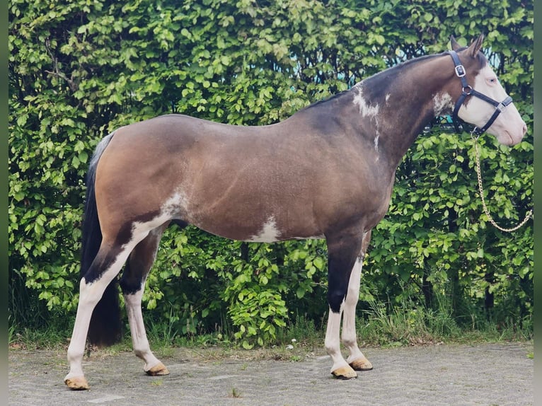 Meer warmbloeden Ruin 10 Jaar 154 cm Overo-alle-kleuren in Someren