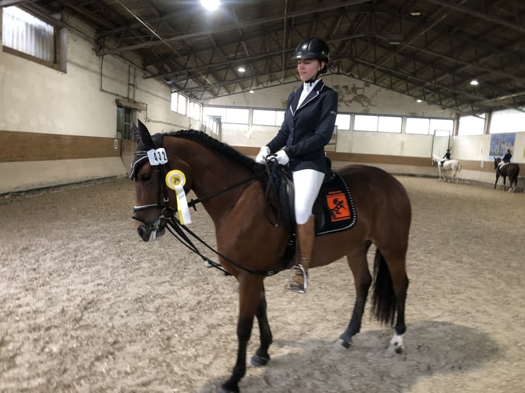 Meer warmbloeden Ruin 10 Jaar 155 cm Appelschimmel in Mainbernheim