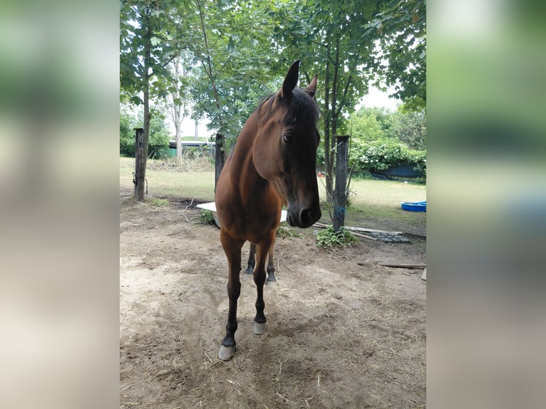 Meer warmbloeden Ruin 10 Jaar 160 cm Lichtbruin in Strebersdorf,hasswellgasse 65 wien