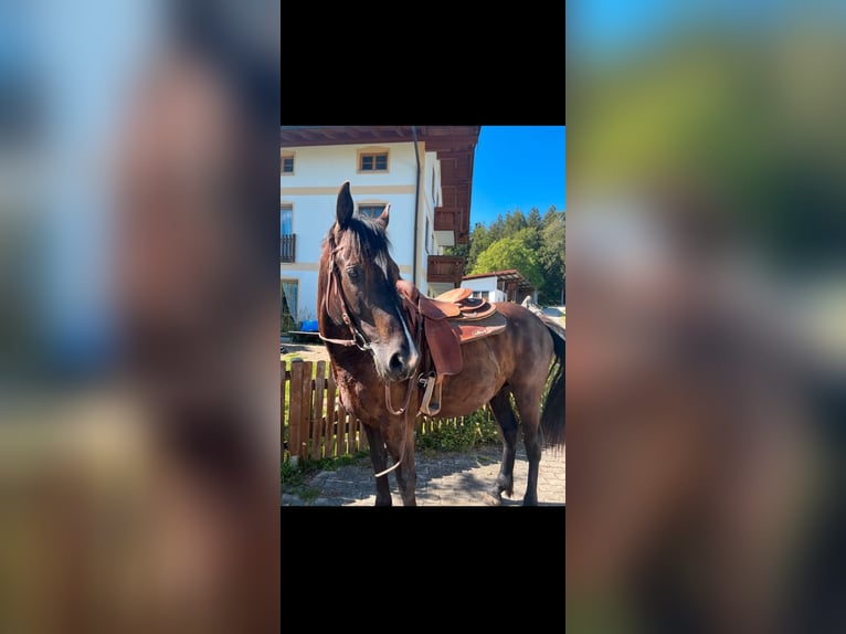 Meer warmbloeden Ruin 10 Jaar 160 cm Zwartbruin in Babensham