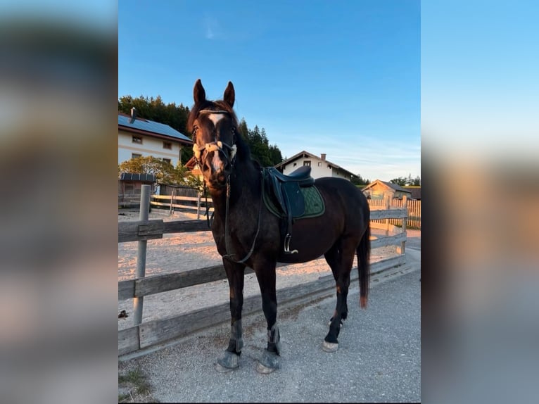 Meer warmbloeden Ruin 10 Jaar 160 cm Zwartbruin in Steinhöring