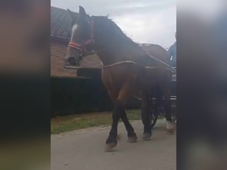 Meer warmbloeden Ruin 10 Jaar 162 cm Bruin in Linkenbach