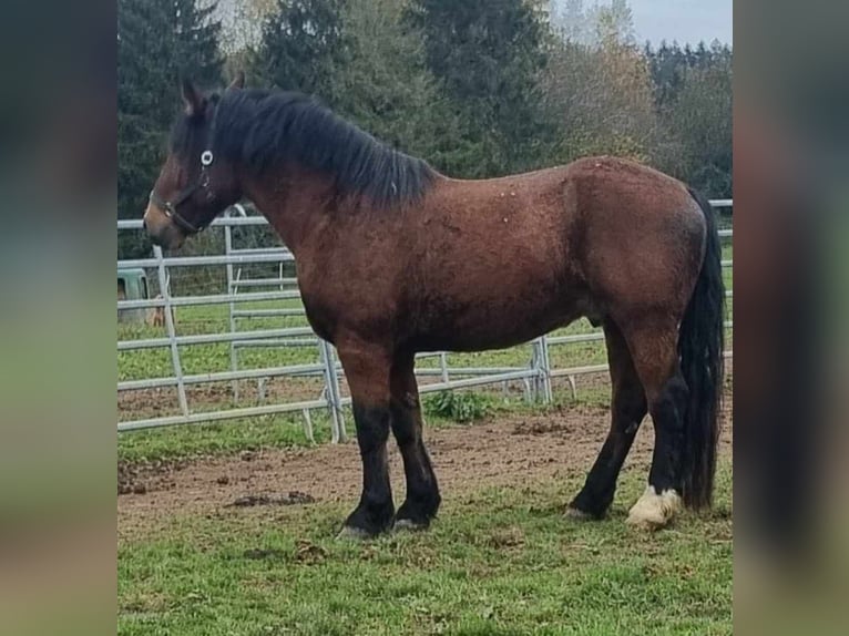 Meer warmbloeden Ruin 10 Jaar 162 cm Bruin in Linkenbach