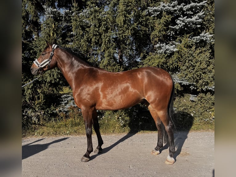 Meer warmbloeden Mix Ruin 10 Jaar 162 cm Bruin in Szymanowo