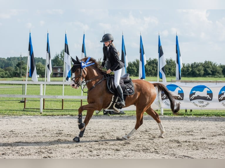 Meer warmbloeden Ruin 10 Jaar 162 cm Donkere-vos in Tallinn