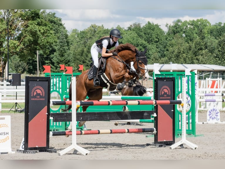 Meer warmbloeden Ruin 10 Jaar 162 cm Donkere-vos in Vuti