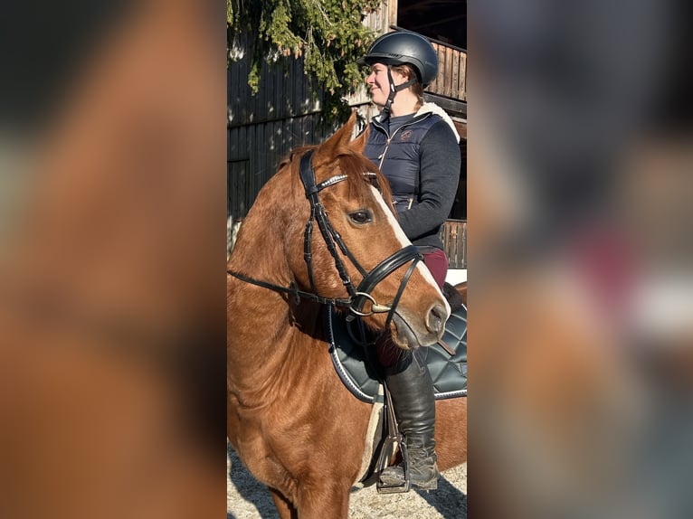 Meer warmbloeden Ruin 10 Jaar 162 cm Vos in Pelmberg