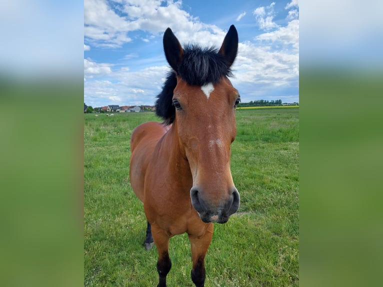 Meer warmbloeden Ruin 10 Jaar 163 cm Bruin in Meine