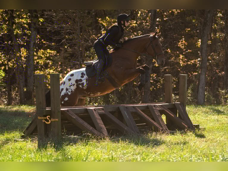 Meer warmbloeden Mix Ruin 10 Jaar 163 cm Roodbruin in Bogard