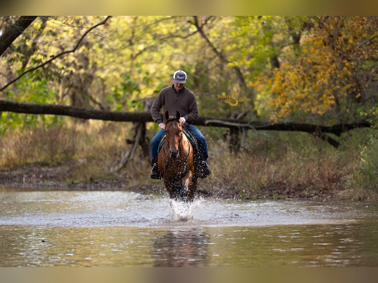 Meer warmbloeden Mix Ruin 10 Jaar 163 cm Roodbruin in Bogard