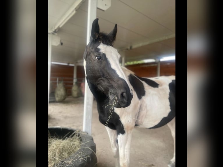 Meer warmbloeden Ruin 10 Jaar 165 cm Gevlekt-paard in Merchweiler