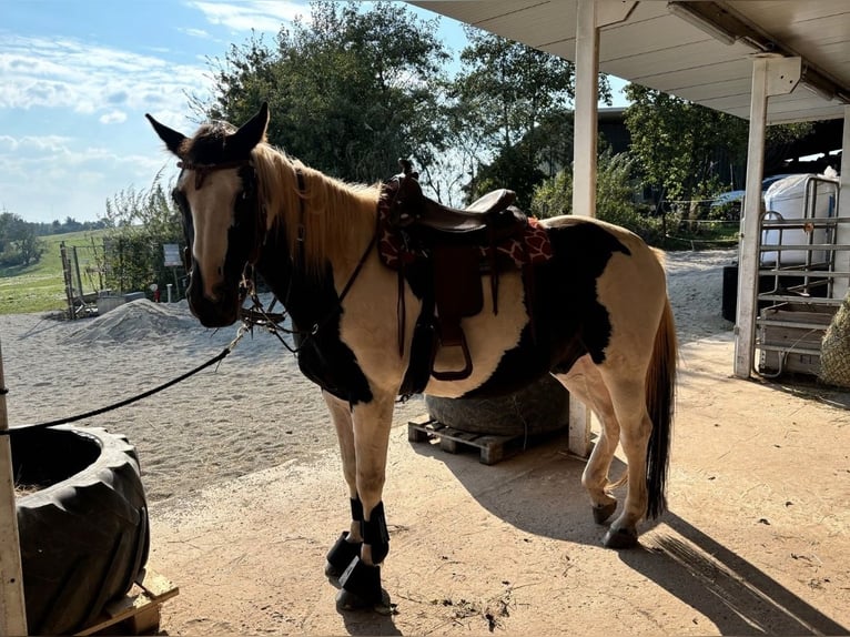 Meer warmbloeden Ruin 10 Jaar 165 cm Gevlekt-paard in Merchweiler