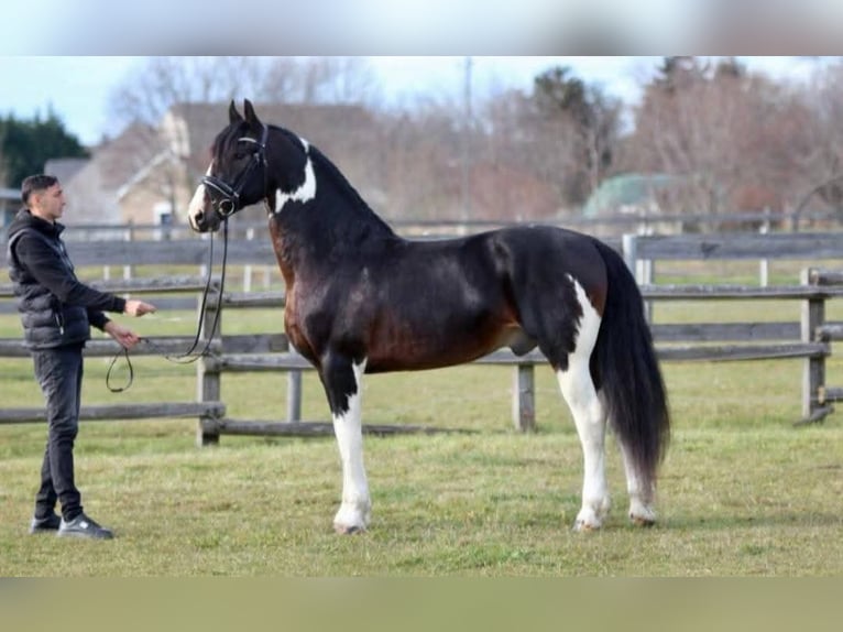 Meer warmbloeden Ruin 10 Jaar 167 cm Gevlekt-paard in Gyula