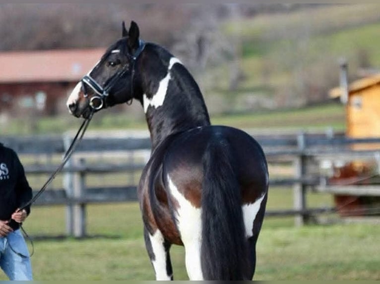 Meer warmbloeden Ruin 10 Jaar 167 cm Gevlekt-paard in Gyula