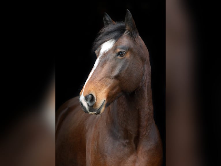 Meer warmbloeden Mix Ruin 10 Jaar 168 cm Donkerbruin in Mainleus