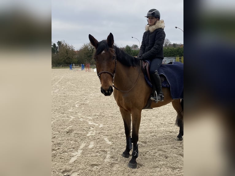 Meer warmbloeden Ruin 10 Jaar 169 cm Donkerbruin in Kleinblittersdorf
