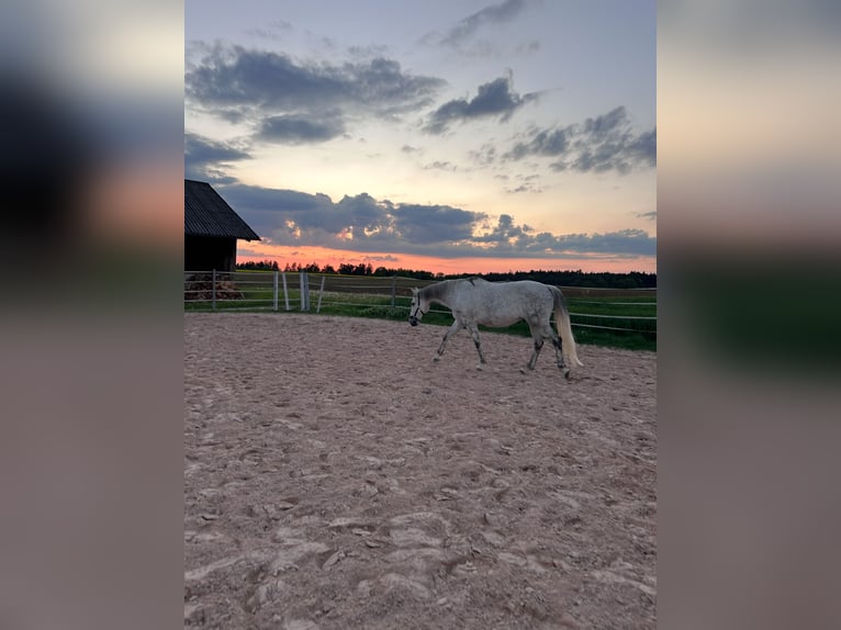 Meer warmbloeden Ruin 10 Jaar 170 cm Appelschimmel in Fichtenau