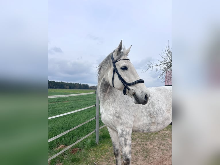 Meer warmbloeden Ruin 10 Jaar 170 cm Appelschimmel in Fichtenau