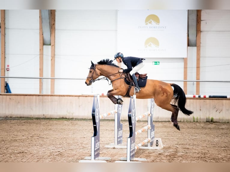 Meer warmbloeden Ruin 10 Jaar 170 cm Bruin in Kwidzyn