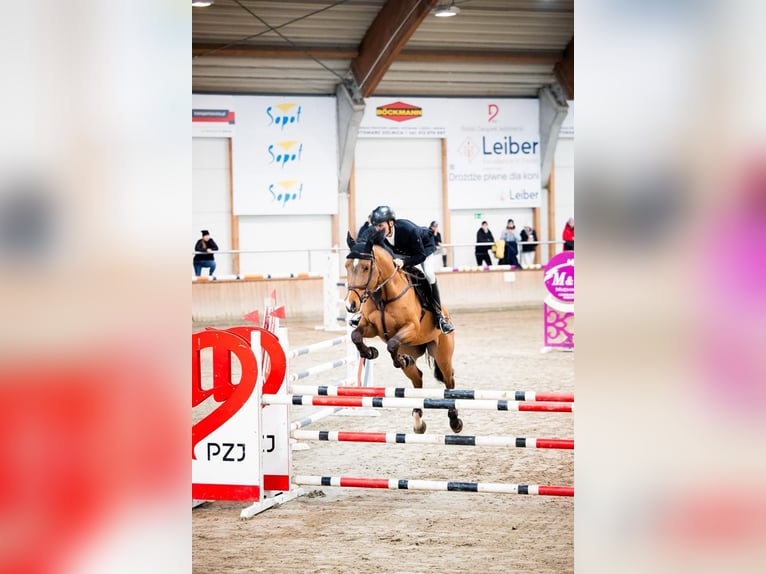 Meer warmbloeden Ruin 10 Jaar 170 cm Bruin in Kwidzyn