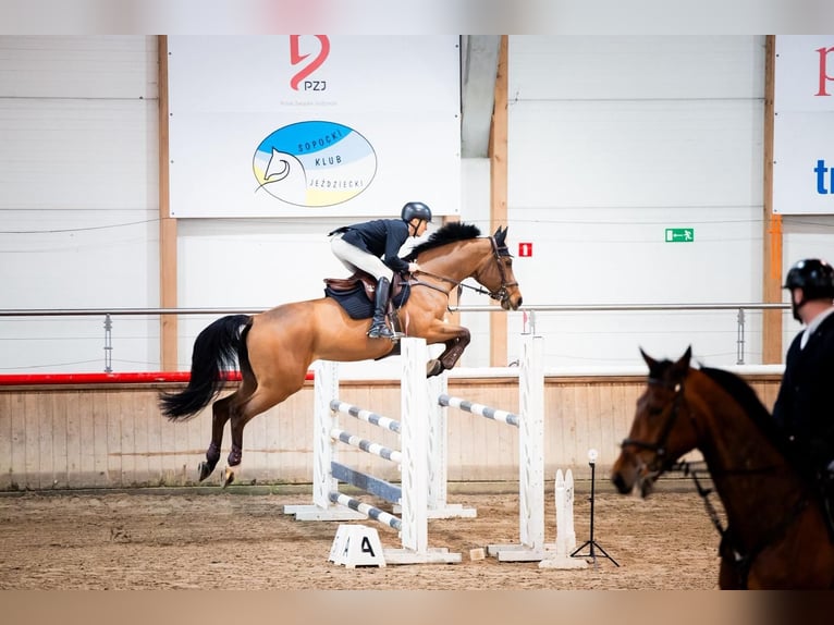 Meer warmbloeden Ruin 10 Jaar 170 cm Bruin in Kwidzyn