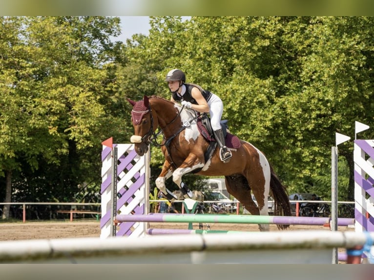 Meer warmbloeden Ruin 10 Jaar 170 cm Gevlekt-paard in Sinsheim