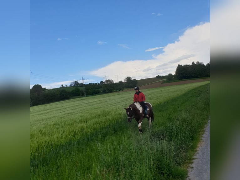 Meer warmbloeden Ruin 10 Jaar 170 cm Gevlekt-paard in Sinsheim