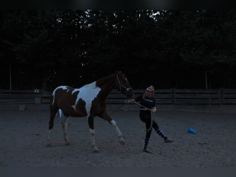 Meer warmbloeden Ruin 10 Jaar 170 cm Gevlekt-paard in Sinsheim