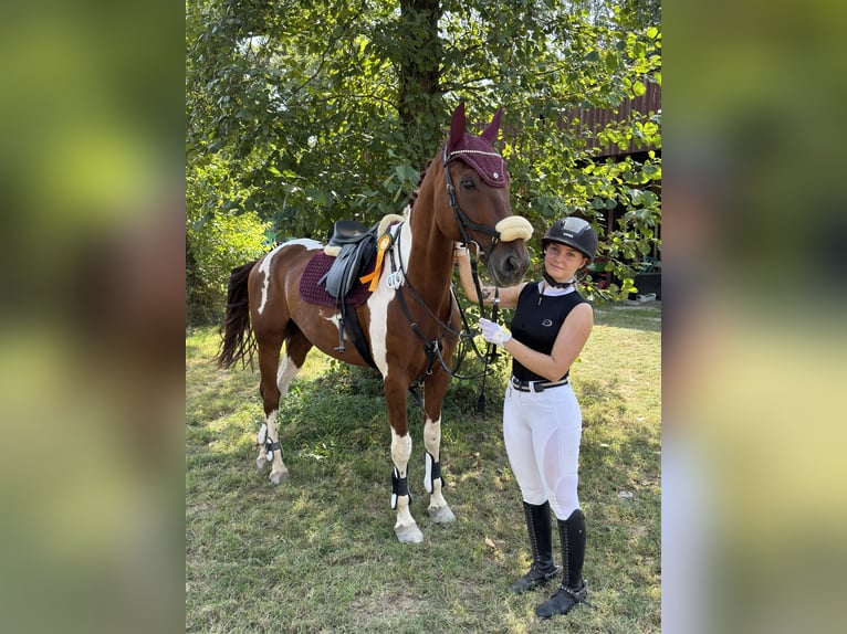 Meer warmbloeden Ruin 10 Jaar 170 cm Gevlekt-paard in Sinsheim