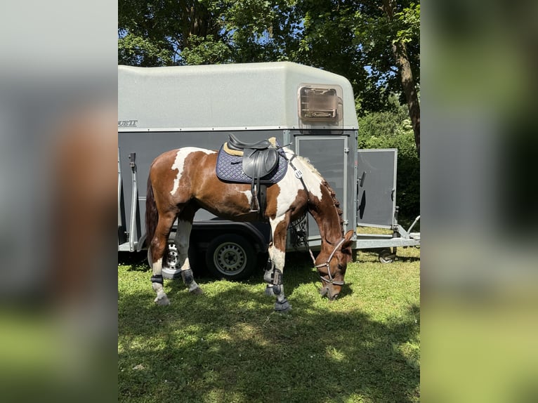 Meer warmbloeden Ruin 10 Jaar 170 cm Gevlekt-paard in Sinsheim