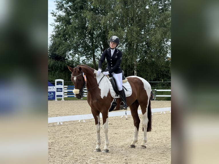 Meer warmbloeden Ruin 10 Jaar 170 cm Gevlekt-paard in Sinsheim