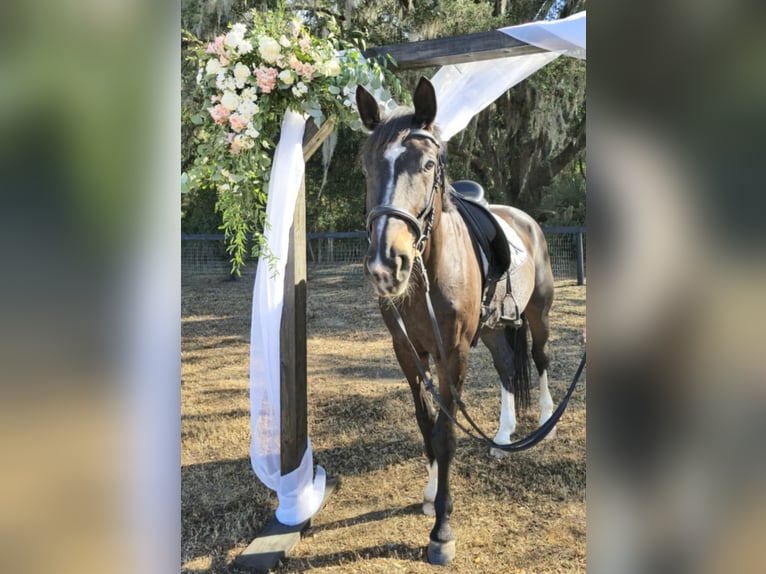 Meer warmbloeden Ruin 10 Jaar 170 cm Roodbruin in Ocala FL