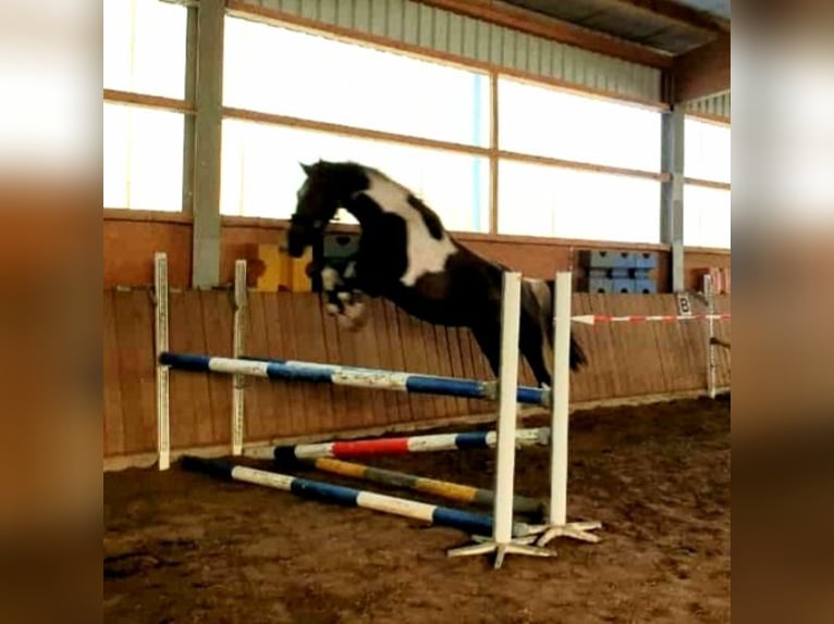 Meer warmbloeden Ruin 10 Jaar 171 cm Gevlekt-paard in Hilgermissen