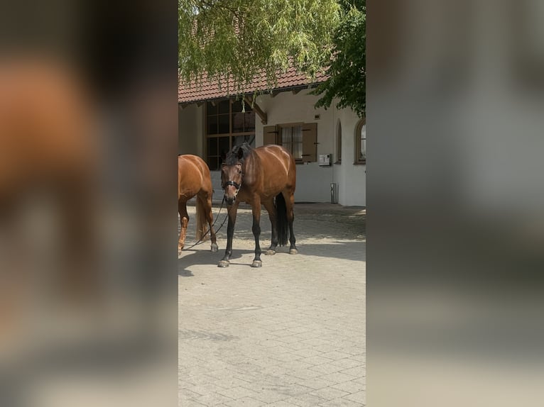 Meer warmbloeden Ruin 10 Jaar 172 cm Donkerbruin in MemmingenMemmingen Meer warmbloeden Ruin 10 Jaar 172 cm Donkerbruin in MemmingenMemmingen