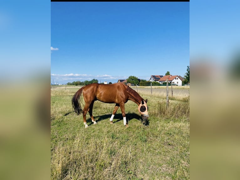 Meer warmbloeden Ruin 10 Jaar 175 cm Vos in Wien, Favoriten