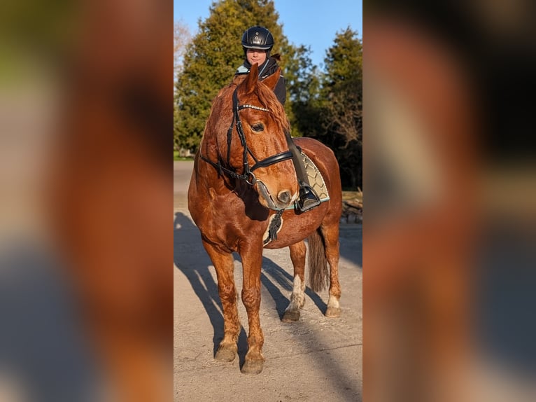 Meer warmbloeden Ruin 11 Jaar 149 cm Vos in Milow