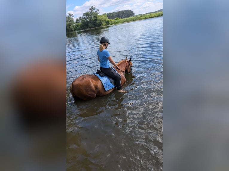 Meer warmbloeden Ruin 11 Jaar 149 cm Vos in Milow