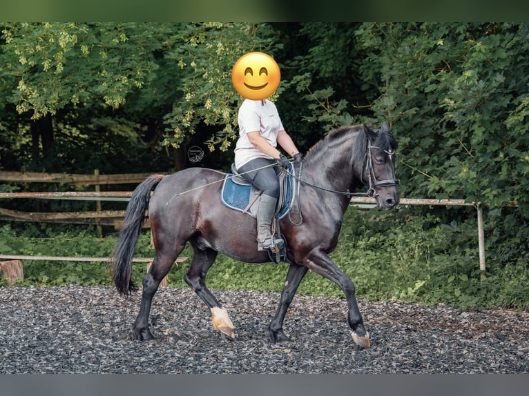 Meer warmbloeden Mix Ruin 11 Jaar 156 cm  in Maulbronn
